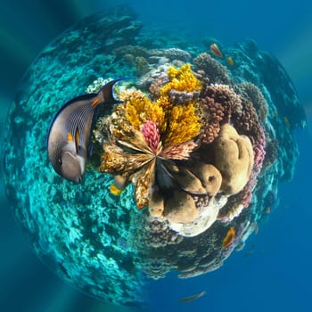 Underwater world. Coral fishes of Red sea. Egypt