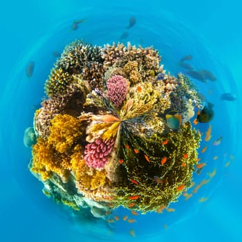 Underwater world. Coral fishes of Red sea. Egypt