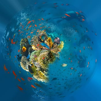 Underwater world. Coral fishes of Red sea. Egypt
