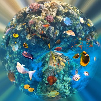 Underwater colorful tropical fishes at coral reef at Red Sea - bluecheek butterflyfish, Pale damsel, sergiant, desjardin sailfin tangfish or Zebrasoma desjardinii