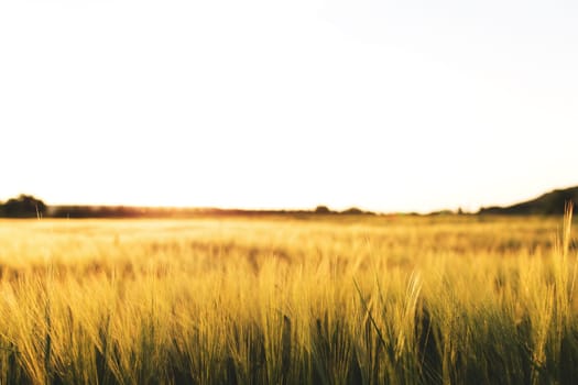 Agriculture concept with golden wheat grain fields panorama photography. Ears of yellow wheat. Idea of a rich harvest. Copy space of the setting sun rays on horizon in rural meadow. Beautiful sunlight