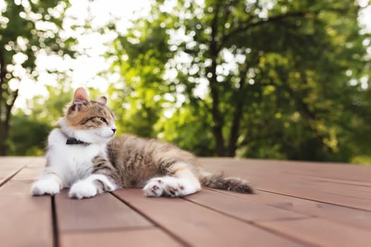 Beautiful tricolor cat lies on a brown wooden terrace with blurred green background. Happy lying cat. Concept of healthy and happy pet animal