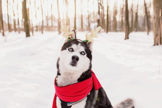 Christmas husky dog in red scarf, deer horns, Santa attire in the snowy forest with sun light beams. Concept of Christmas postcard. A lot of snow in winter forest. High quality photo