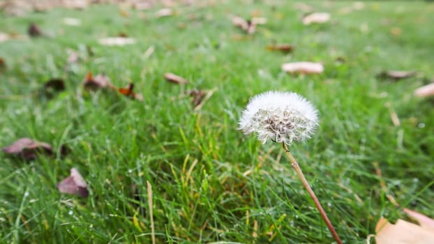 One ripe dandelion in the fall with a pleasant background of warm daylight on a green lawn. Spore dandelion in the autumn forest on the grass on a fall day.
