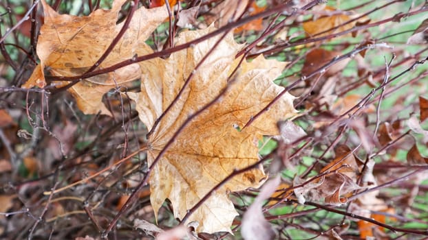 Dried twisted brown bush leaves with a blurry background. Textured surface of rolled dry leaves of flower branches. Autumn fading of nature. Abstract background for the fall season
