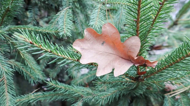 Yellow oak leaves on the needles of a Christmas tree in autumn. Dry oak leaves on a green tree on the street on a sunny warm day. Autumn and winter background