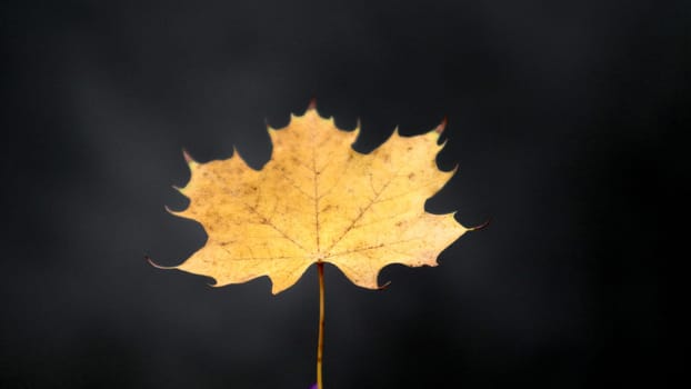 One autumn yellow maple leaf on a dark background. The concept of autumn and season change. Fallen leaves of trees.