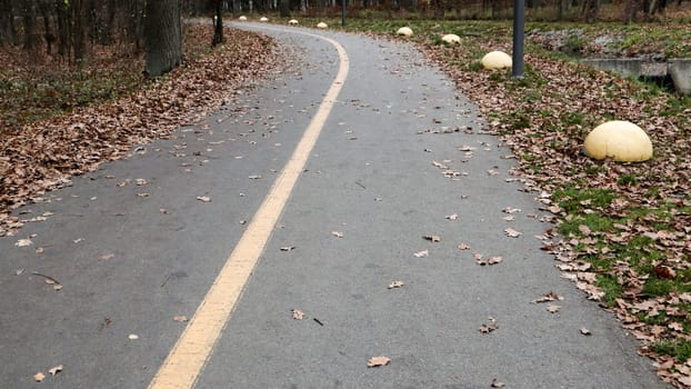 Walkway in the park with a yellow marking line on the asphalt. In the background, trees and bushes are already in yellow and orange leaves. Warm weather, sunny day. Autumn empty park without people.