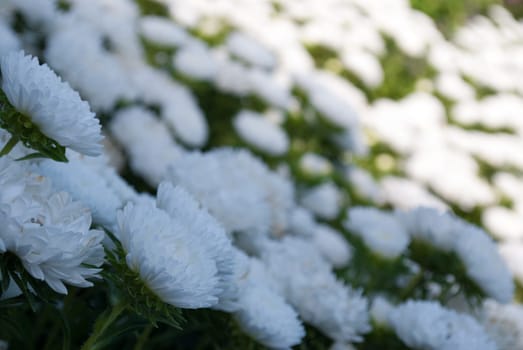 white flowers with blurry background in summer in sunny weather outdoors.