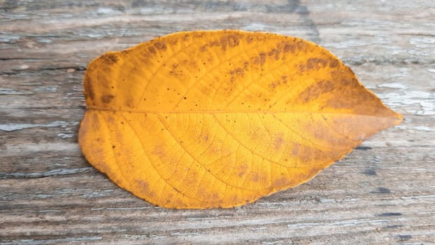 One autumn leaf on old wood background with copy space. Bright autumn colors and dark wood background. Concepts of the seasons, the environment. Thanksgiving autumn vacation background concept