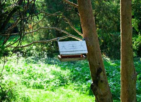 Birdhouse in the woods on a tree on a sunny day