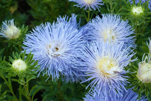 blue flowers on a green background from leaves in summer in sunny weather outdoors.