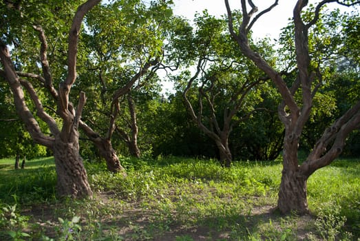 Trunks of old lilac trees in the park.