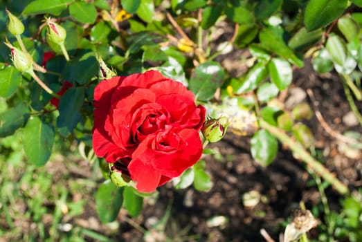 Tender big rose on a dark background in the garden.