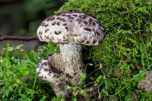 Detail view of a Old Man of the Woods Mushroom Strobilomyces strobilaceus in the moss