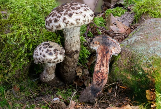 Detail view of a Old Man of the Woods Mushroom Strobilomyces strobilaceus whole and halved in the moss