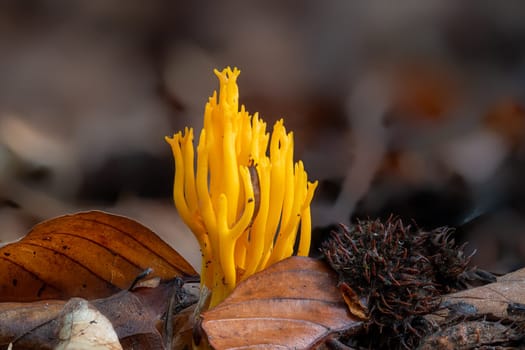 yellow sticky hornling ,Calocera viscosa, mushroom between leaves on the forest floor