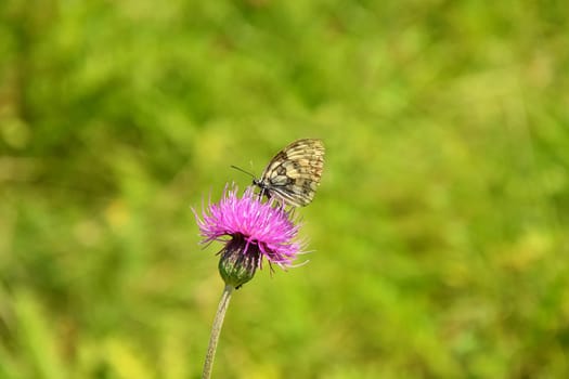 marbled white butterfly on a basket flower