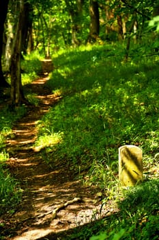Forest way in sunny light
