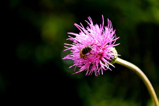 bee on a basket flower