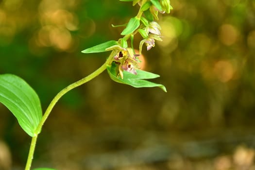 the broad-leaved helleborine, orchid in summer in Germany