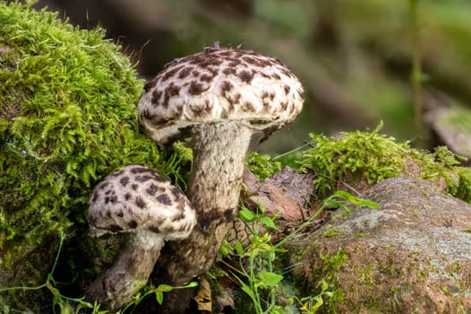Detail view of a Old Man of the Woods Mushroom Strobilomyces strobilaceus in the moss
