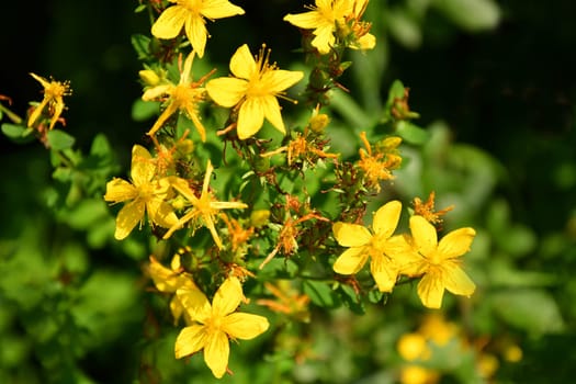 St. John wort, medicinal plant with flower