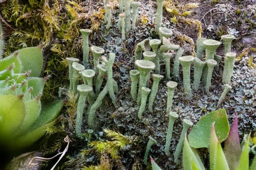 Close up of the trumpet lichen Cladonia fimbriata between stone flowers and moss on a rock
