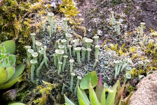 Close up of the trumpet lichen Cladonia fimbriata between stone flowers and moss on a rock