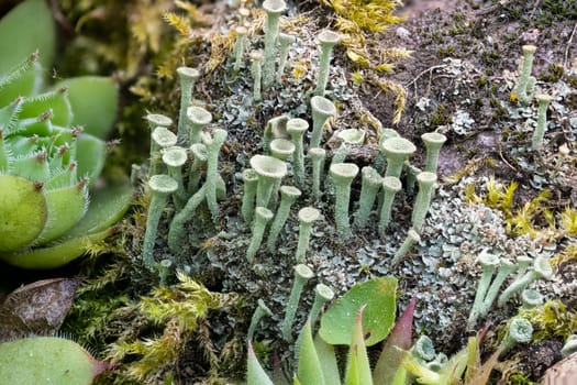 Close up of the trumpet lichen Cladonia fimbriata between stone flowers and moss on a rock