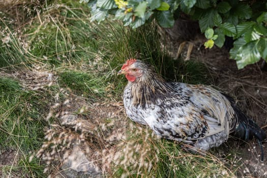 Chickens peck at the meadow for food