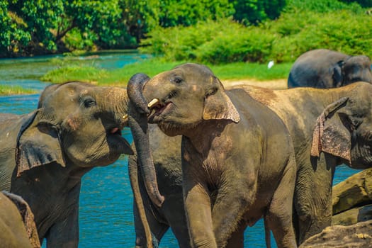 Wild elephant image (Sri Lanka Pinnawara). Shooting Location: Sri Lanka