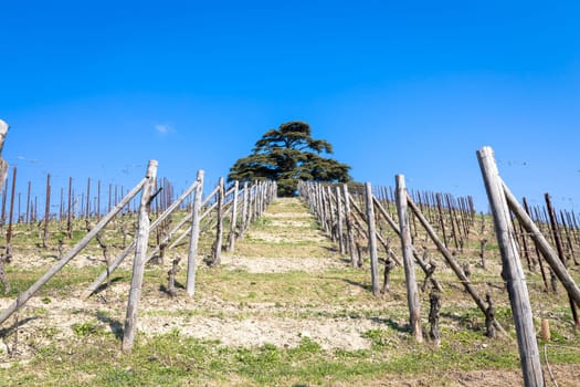Barolo and Barbaresco countryside in Piedmont region, Italy. Vineyard with grapes cultivation for red wine.