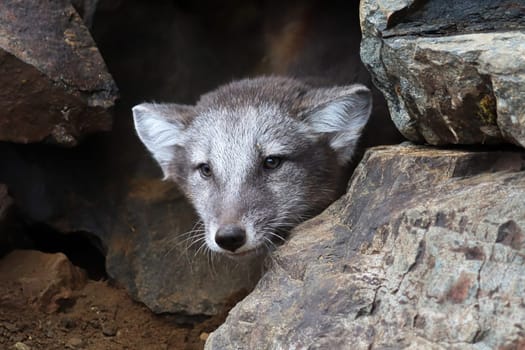 A artic fox cub peaks out a rocky den.