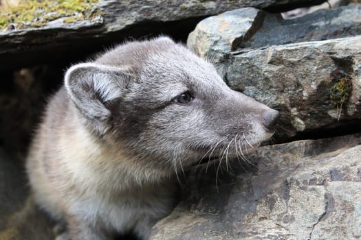 Closeup of the face of an artic fox pup.