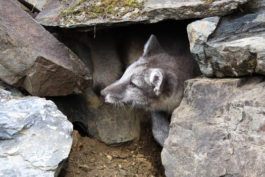 An artic fox pup looks out of a rocky den.