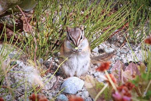 Closeup of the Least Chipmunk Tamias Minimus.