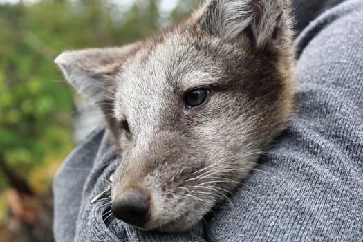 Closeup of an artic fox being held by a human.