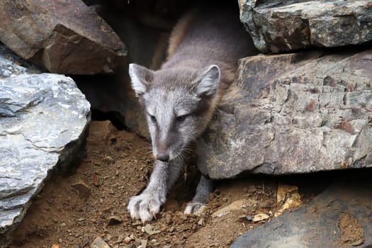 A smal artic fox crawls out of a rock shelter.