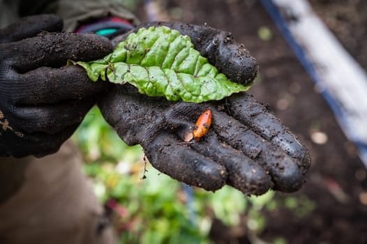 farmer's hands showing an insect picked up from the earth called a pupa