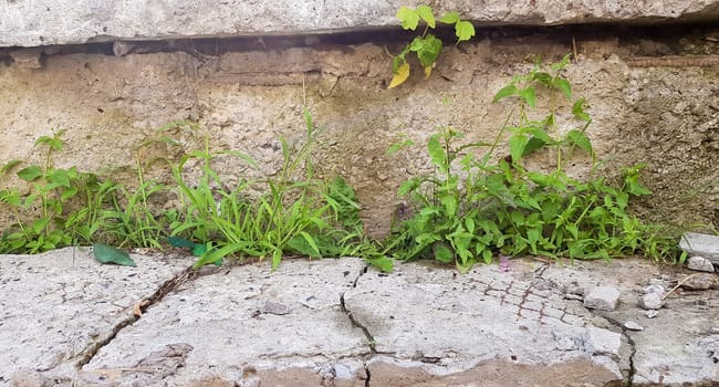 green grass on a gray concrete wall background, uneven wall surface and grass, background image. Gray concrete wall with grass floor texture for background design
