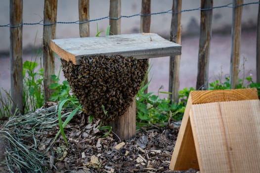 swarm of bees taking refuge in a garden
