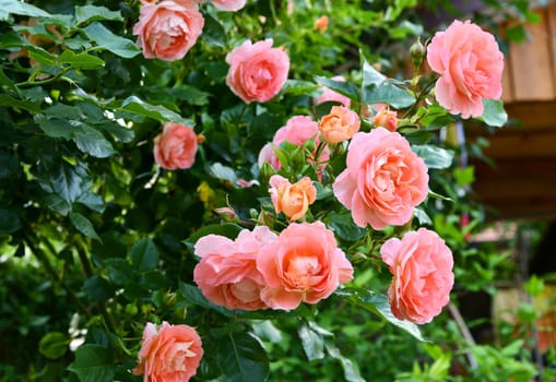 fragrant roses