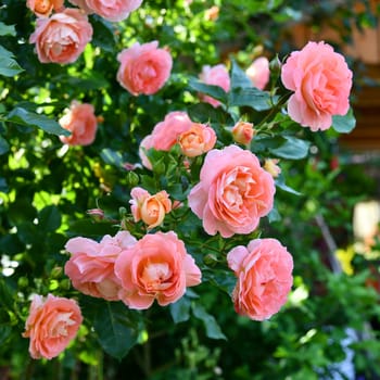 fragrant roses