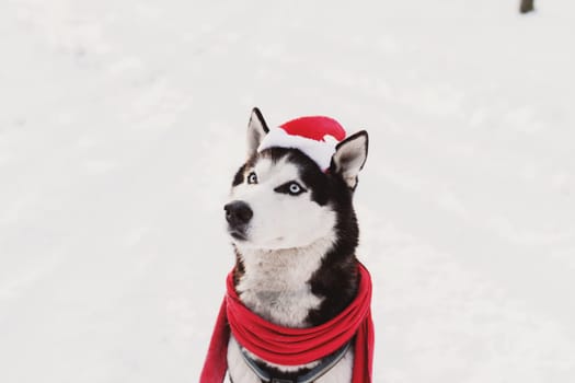 Christmas husky dog in red scarf, attire and Santa's hat in the snowy forest. Concept of Christmas postcard. A lot of snow in winter forest. High quality photo