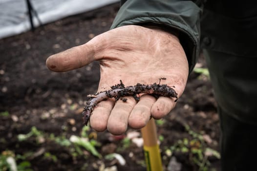 farmer's hand showing earthworm