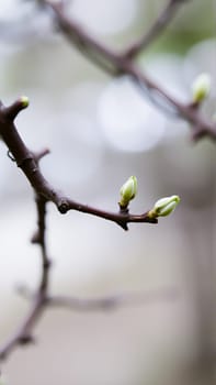 Buds on a tree in spring, blurred background. High quality photo