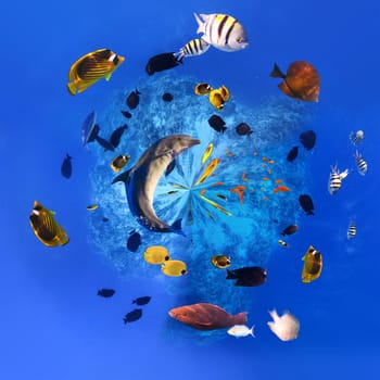 Underwater world. Coral reef and fishes in Red sea at Egypt - creative contemporary collage