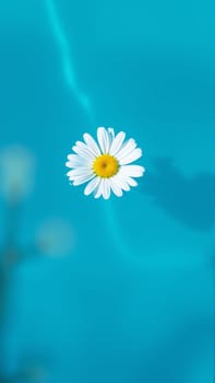Chamomile flower floating in water. High quality photo