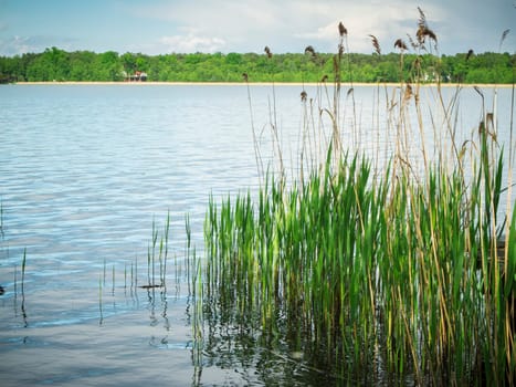 Idyllic summer shore landscape at Storkower See in Brandenburg Germany with fresh reeds in the foreground and a view of the beach landscape opposite.